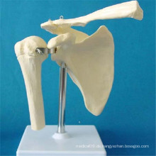 Menschliches Schultergelenk Skelett Anatomisches Modell (R020921)